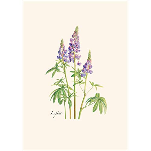 Image of Earth Sky + Water - Lupine Notecard Set - 8 Blank Cards with Envelopes