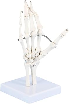 NATURE - Spectacular hand bone template, human hand articulation model, hand anatomical skeleton model, depicting the natural movement of the human hand