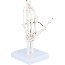 NATURE - Spectacular hand bone template, human hand articulation model, hand anatomical skeleton model, depicting the natural movement of the human hand