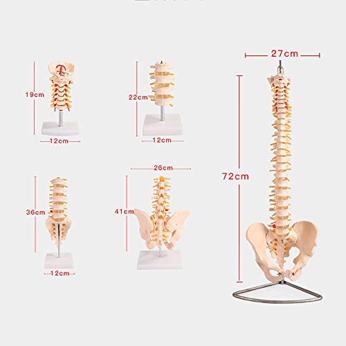 Modèle de colonne vertébrale humaine anatomique pour l'étude orthopédique - 6