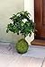 SuperMoss (29348) Kokedama Planter, 6