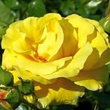 Rose Lichtkönigin Lucia Strauchrose mit Blüten-Farbe zitronengelb - Winterharte Blume mit starkem Duft - Blütezeit von Juni bis September von Garten Schlüter - Pflanzen in Top Qualität