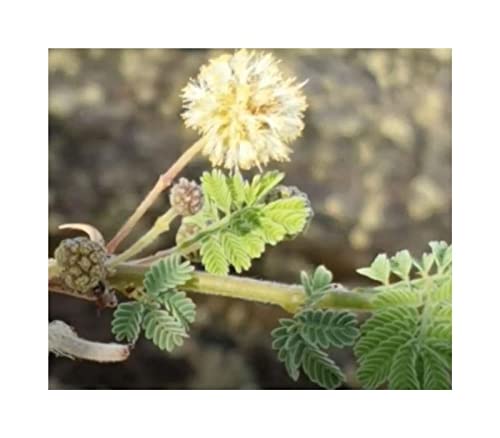 10 x Acacia Tortilis Umbrella Macacacia Garden Plants Seeds ID1070 Seeds Plants Shop Seed Bench Pullingen Patrik Ipsa