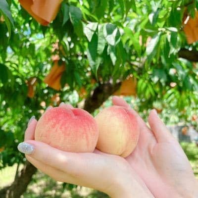 (品種おまかせ)岡山県産・白桃4種 約1kg(3〜4玉)