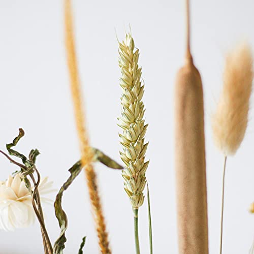 BloomPost L083 Regalo della Cassetta delle Lettere - Image 5