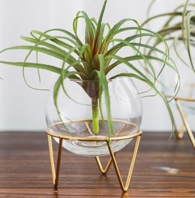Glass Plant Terrarium with Gold Metal Stand, 5.7 x 6.3 inches, Modern Decorative Planter