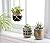 Mkono Cement Succulent Planter Set of 3 Concrete Plant Pots Modern Flower Pots Indoor for Cactus Herb or Small Plants Home Decor Gift Idea (Plants NOT Included), 4"
