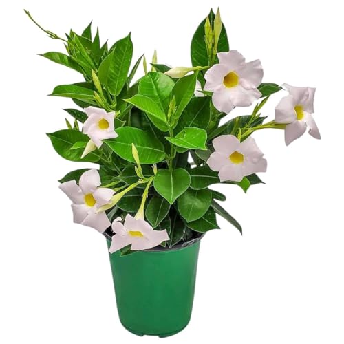 Tropical Plants of Florida - White Dipladenia Bush - 14 inch Overall Height - 6 inch Planter Pot (1...