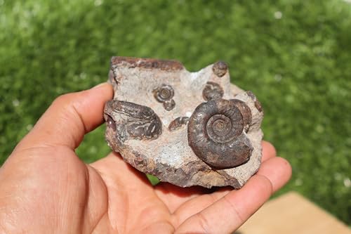 Image of Ammonite Fossil Natural Platyclymenia & Goniatites & Orthoceras Plate Fossil Devonian Fossil from Morocco A120
