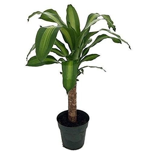 Creme & Green Corn Plant - Dracaena - 6" Pot - Easy To Grow House Plant Indoor #TOP5