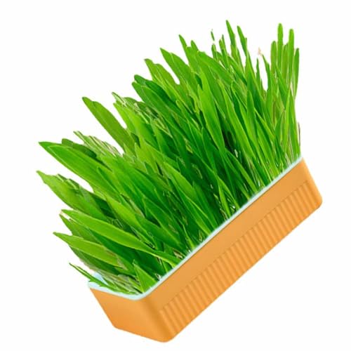 Catnip Cat Grass, Sem Necessidade de Solo, Promove a Digestão e a Saúde Bucal Fácil de Cuidar Kit Hi