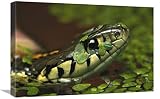 Global Gallery Serpente Giarrettiera Comune in Acqua con lenticchia d'Acqua, Nativo del Nord America-Canvas Art-24"x16"