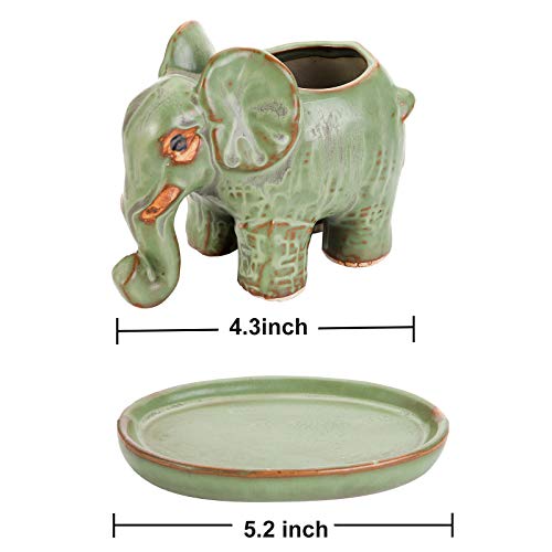 La Mejor Selección de Planta pata de elefante precio Top cinco. 20 La Mejor Selección de Planta pata de elefante precio Top cinco. 20