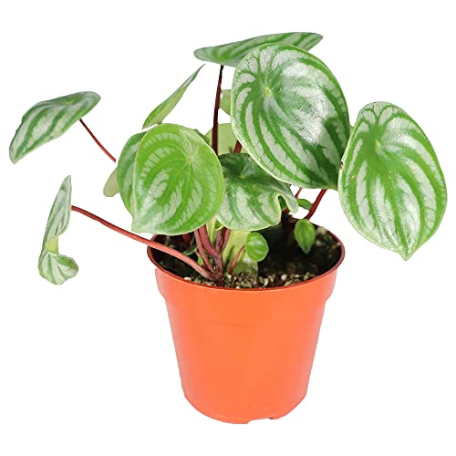 California Tropicals Watermelon Peperomia Plant - 4'' Unique Mini...