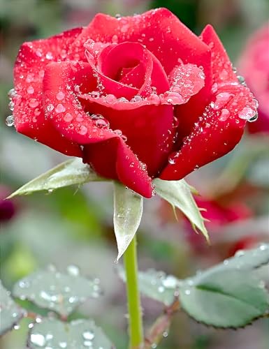 Image of Hidden Enterprise Red Rose Live Flower Plant | 1-2 Ft Healthy Decorative Outdoor & Indoor Garden Plant | Fresh Blooming Rose Sapling for Home Balcony Terrace Gardening | (Without Pot)