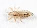 Lice ERADICATOR Repel, Natural Homeopathic Daily Lice Protection Spray, peppermint – 8oz spray