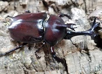 カブトムシ カブトムシ 国産カブト ♂70mmup ペア カブトムシ