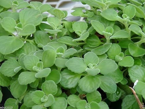 Broadleaf Thyme Seeds (Cuban Oregano) - Aromatic, Succulent-Like Herb for Culinary Use, Teas, and Pollinator Gardens | Non-GMO, Hardy Perennial for Gardens, Pots, and Containers (500) - Image 2