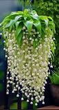 5 Lily of The Valley Roots, White Lilies of The Valley Flower Bulbs, Indoor Outdoor Planting