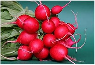 Radish Snowdrop Frost-Resistant Seeds Vegetable Organic from Ukraine 2 Grams