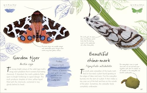 Image of An Anthology of Butterflies and Moths: A Collection of Butterflies and Moths from Around the World (DK Little Anthologies)