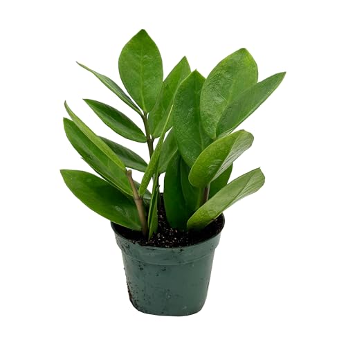 Live ZZ Plant - Zamioculcas zamiifolia - ragnaroc Tropical Plant ...