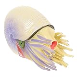 Zerodeko Modelo Nautilus De Juguete Educativo Decoración Simulada para Escritorio De Hogar Modelo Creativo Vívido
