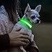 Visinite Leuchthalsband Hund,Wasserdicht,Verstellbare,USB Aufladbar LED Hunde Halsbänder, Leuchtet im Dunkeln,Leuchtendes Hundehalsband hält Ihren Kleinen Hund Sichtbar und Sicher,Grün,S