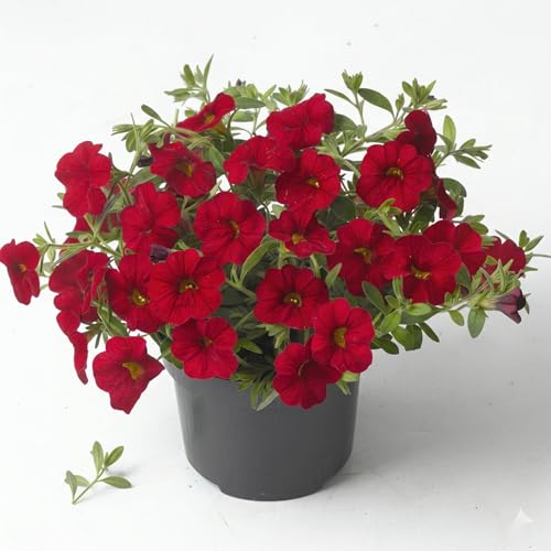 Calibrachoa Jambo Red Mini Petunia Planta en maceta | Flores Rojas Ornamentales para Balcón, Jardineras y Terrazas | Planta Recadente Primaveril Verano Fácil de Cultivar