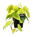 Plantenboetiek.nl