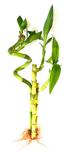 9Greenbox Lucky Bamboo - Spiral Style cover