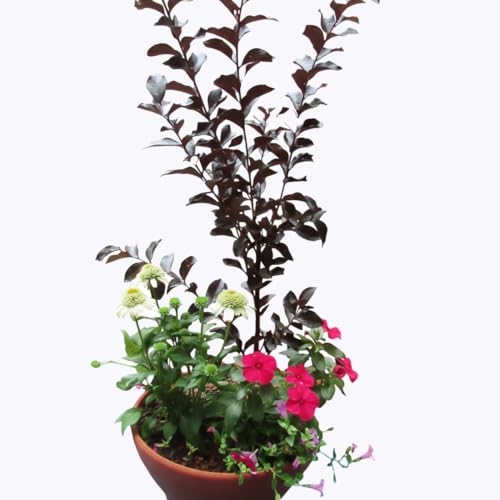 [ 3ヶ月に1回お届け!年4回 定期便 ][ 確実園 オリジナル ] 寄せ植え DX(おまかせ1点) ガーデニング 花 はな フラワー 鉢 鉢植え