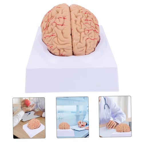 Modèle de neuroanatomie ERINGOGO de haute précision avec base intégrée
