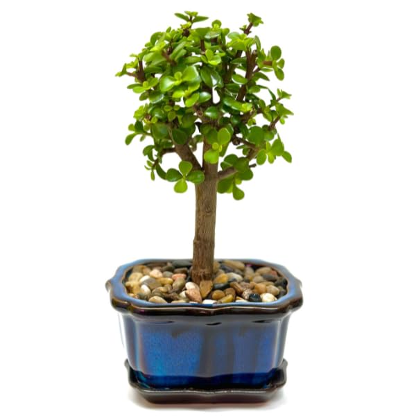 Bonsai Tree Live Plant - Jade Bonsai Succulent Tree - Easy to Grow Air Purifying Indoor House Plants...