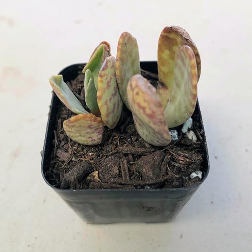 Kalanchoe Desert Surprise 1-2 Succulent Live Plants – Ruffled Red-Edged