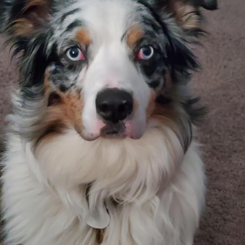 Couverture de CRAZY TRAIN