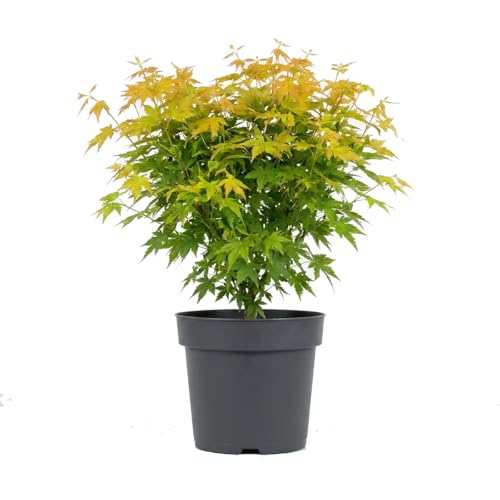 Acer Palmatum Orange Dream