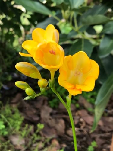 Radha Krishna Agriculture® Imported Holland Vearty Freesia Bulbs for Home and Gardening Pack of 5 bulbs (DARK YELLOW)