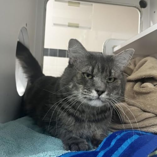 Meet Eeyore: The Sweet Cat with a Grumpy Face and a Big Heart Podcast Por arte de portada