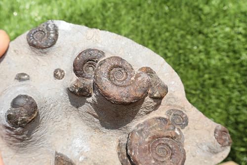 Image of Natural Platyclymenia & Gonitites & Orthoceras Plate ammonites Fossil Moroccan Fossil A115