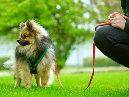 how a pet dog transformed into a wolf