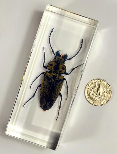 Image of 4.3 inch Real Trictenotomid Beetle in Crystal Clear Lucite Resin Specimen Preserved Large Trictenotoma Davidi Deyrolle Insect Paperweight Taxidermy Collection for Biology Science Education Display