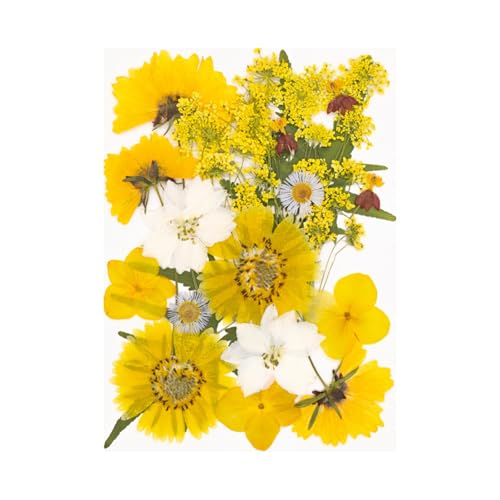Set artesanal de flores secas prensadas para decoración miniatura 5