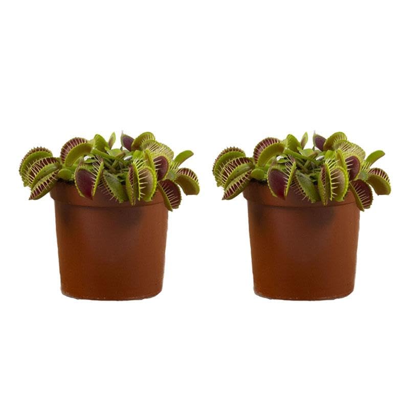 Perfect Plants 2 x Venus Fly Trap Plant in a 9cm Pot. Fascinating Fly Eating Carnivorous Plants