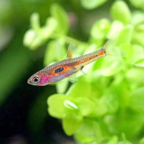 (熱帯魚)ボララス・メラー(3匹) 北海道・九州航空便要保温