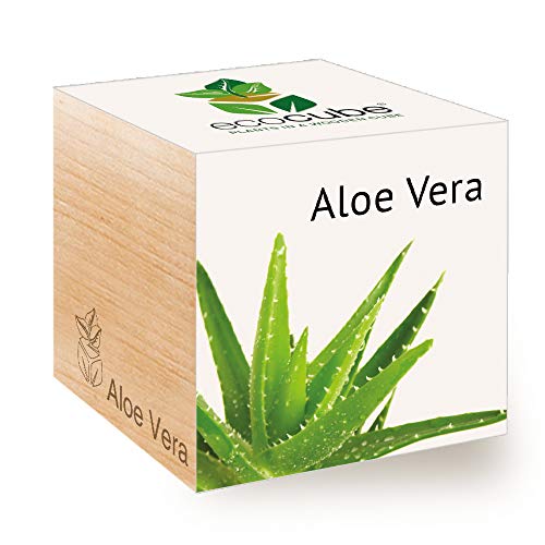 Feel Green Ecocube Aloe Vera Exotics, Grow Your Own Kit, Sustainable & Unusual Gift (100% Eco Friendly), Plant in A Wooden Cube, Made in Austria, Nylon/A