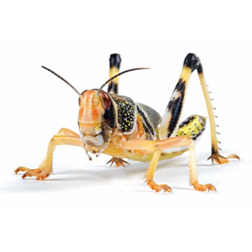 Essex Reptile Livefood - Large Locusts Bulk bag of 100 - Feeder Insects for Reptiles