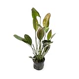 SubstrateSource Echinodorus Ozelot Green Sword...
