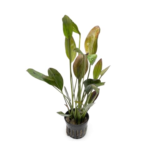 SubstrateSource Echinodorus Ozelot Green Sword...