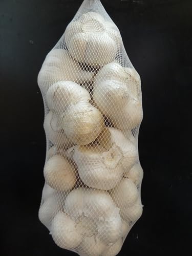 󂠂 XYɂɂ LTCY 1kg nzCgZЎ